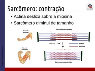 Sarcômero: contração
Imagem:www.esteticas.com.br
● Actina desliza sobre a miosina
● Sarcômero diminui de tamanho
 