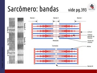 Sarcômero: bandas vide pg.393
Imagem:www.esteticas.com.br
 
