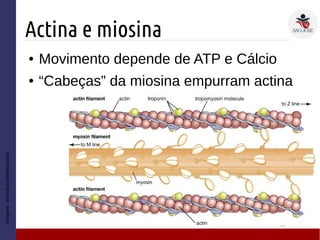 Actina e miosina
Imagem:evolution.berkeley.edu/
● Movimento depende de ATP e Cálcio
● “Cabeças” da miosina empurram actina
 