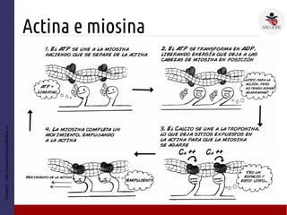 Actina e miosina
Imagem:http://www.backyardbrains.cl
 
