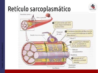 Retículo sarcoplasmático
Imagem:http://www.backyardbrains.cl
 
