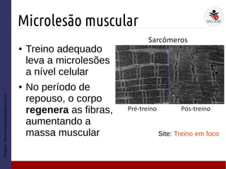 Microlesão muscular
Imagem:https://www.biologiatotal.com.br
● Treino adequado
leva a microlesões
a nível celular
● No período de
repouso, o corpo
regenera as fibras,
aumentando a
massa muscular Site: Treino em foco
 