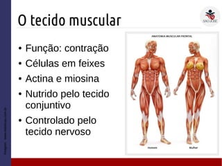 O tecido muscular
Imagem:www.esteticas.com.br
● Função: contração
● Células em feixes
● Actina e miosina
● Nutrido pelo tecido
conjuntivo
● Controlado pelo
tecido nervoso
 