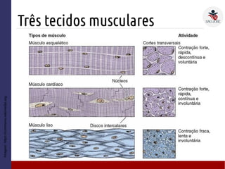 Três tecidos musculares
Imagem:https://commons.wikimedia.org
 