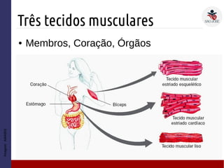 Três tecidos musculares
Imagem:AMABIS
● Membros, Coração, Órgãos
 