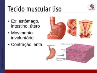 Tecido muscular liso
Imagem:www.esteticas.com.br
● Ex: estômago,
intestino, útero
● Movimento
involuntário
● Contração lenta
 