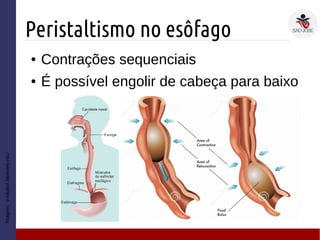 Peristaltismo no esôfago
Imagem:evolution.berkeley.edu/
● Contrações sequenciais
● É possível engolir de cabeça para baixo
 