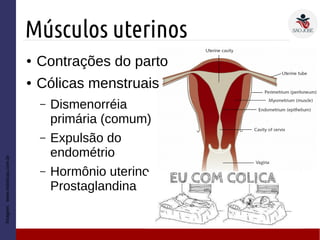 Músculos uterinos
Imagem:www.esteticas.com.br
● Contrações do parto
● Cólicas menstruais
– Dismenorréia
primária (comum)
– Expulsão do
endométrio
– Hormônio uterino
Prostaglandina
 