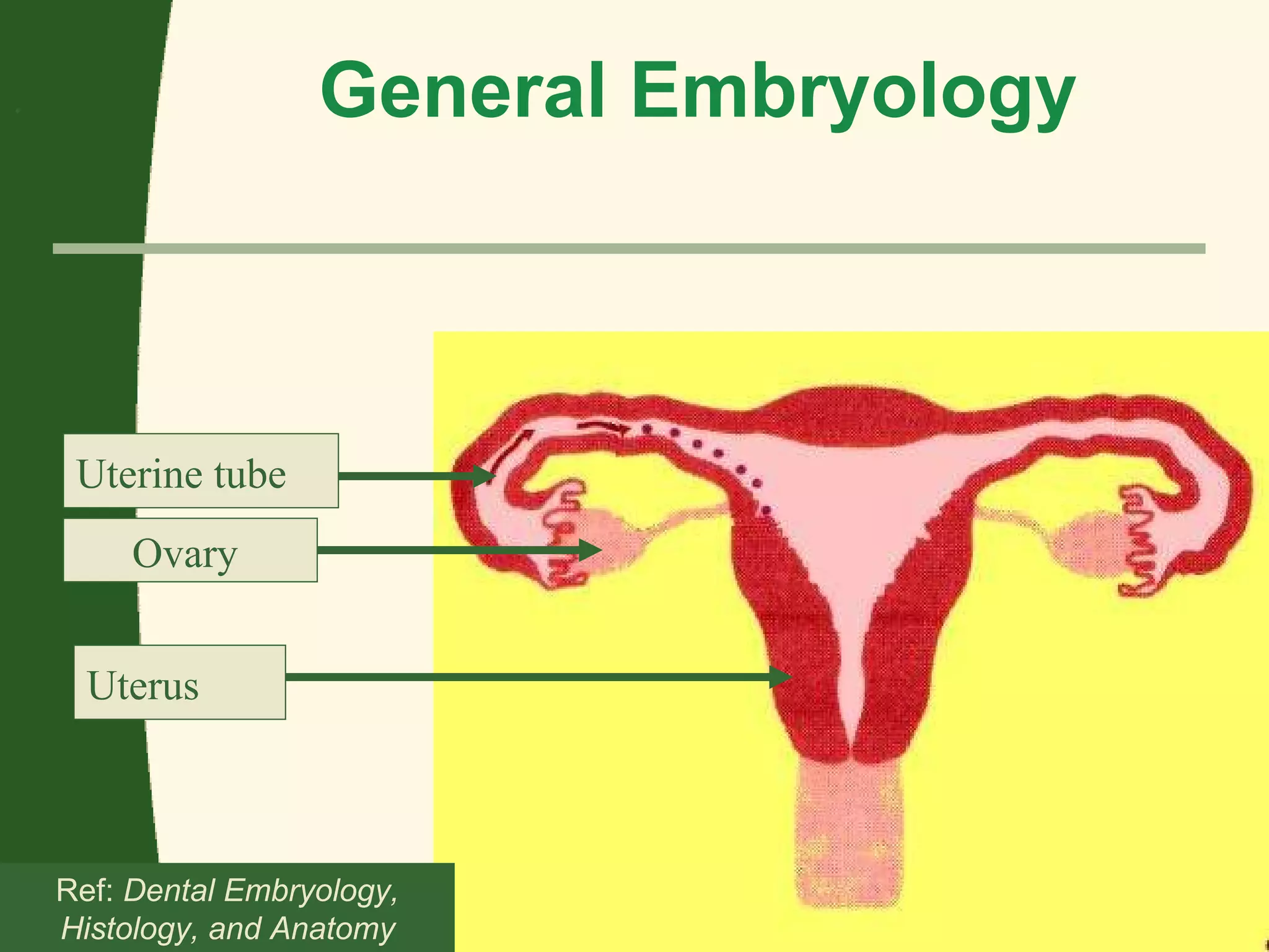 Copyright © 2006/07 The University of Sharjah slide  . General Embryology Ref:  Dental Embryology, Histology, and Anatomy Uterine tube Uterus  Ovary  
