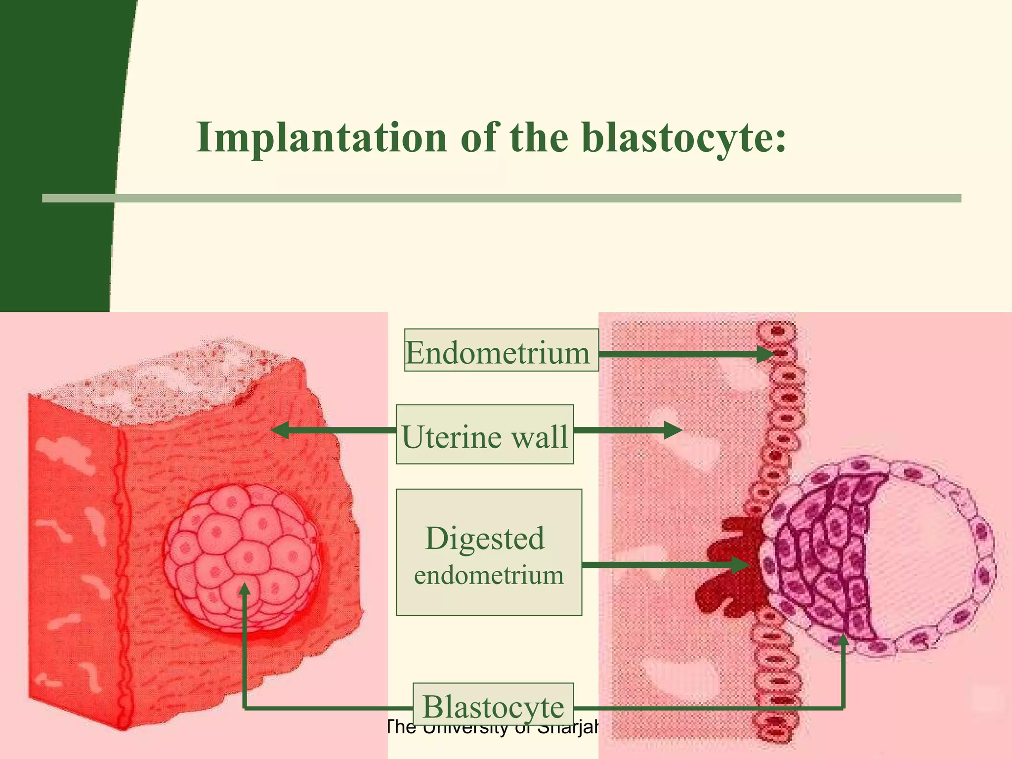Copyright © 2006/07 The University of Sharjah slide  Implantation of the blastocyte: Uterine wall Endometrium  Digested  endometrium Blastocyte 