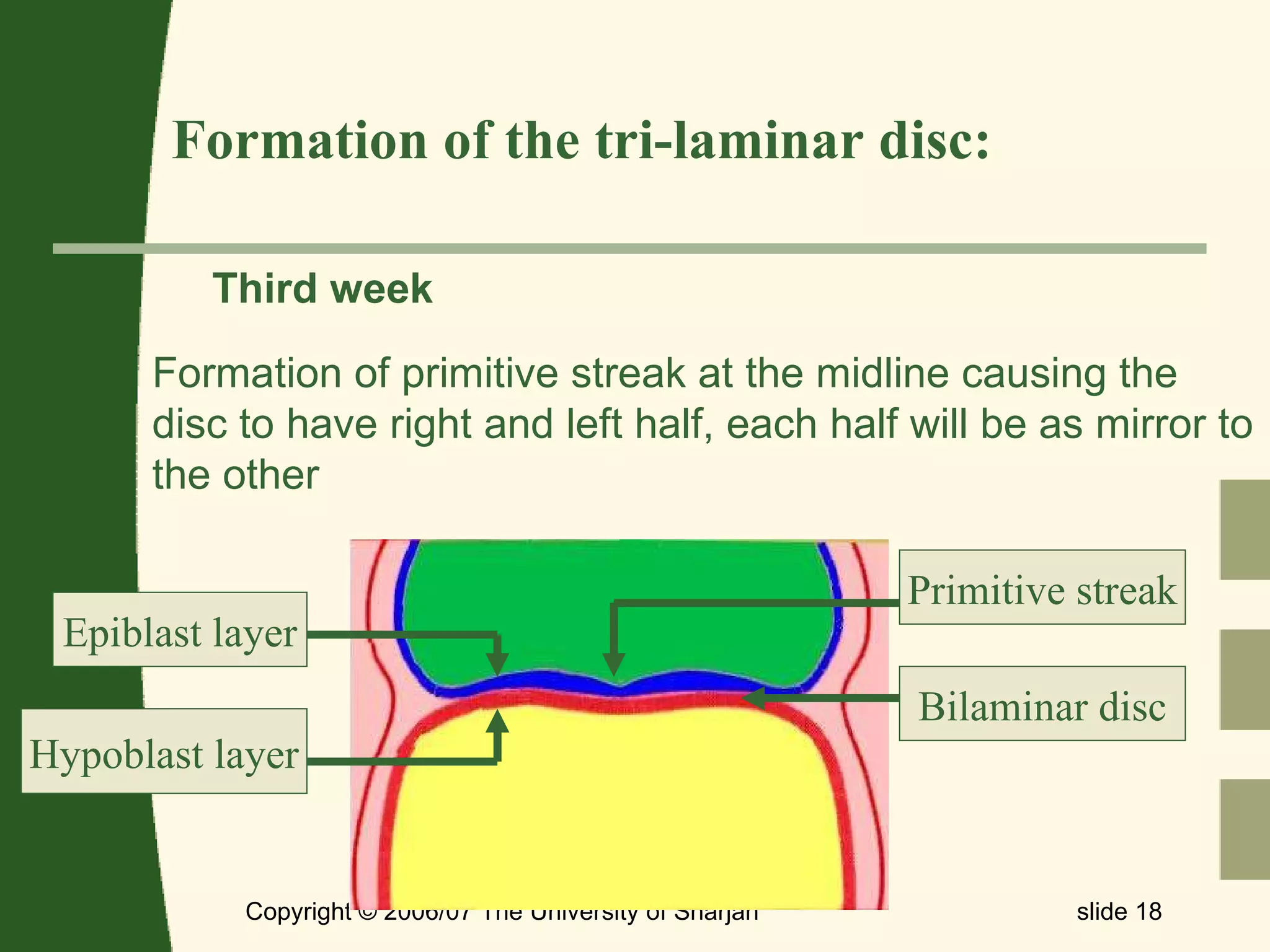 Copyright © 2006/07 The University of Sharjah slide  Formation of the tri-laminar disc:  Third week Formation of primitive streak at the midline causing the disc to have right and left half, each half will be as mirror to the other Primitive streak Bilaminar disc Epiblast layer Hypoblast layer 