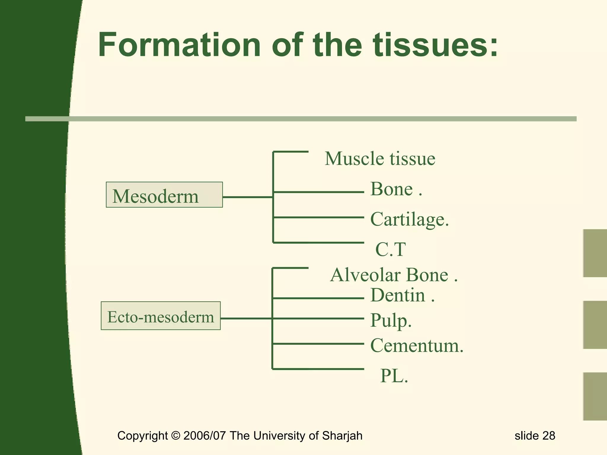 Formation of the tissues: Copyright © 2006/07 The University of Sharjah slide  Muscle tissue  C.T Bone . Cartilage. Pulp. Dentin . Cementum. PL.  Alveolar Bone . Mesoderm Ecto-mesoderm 