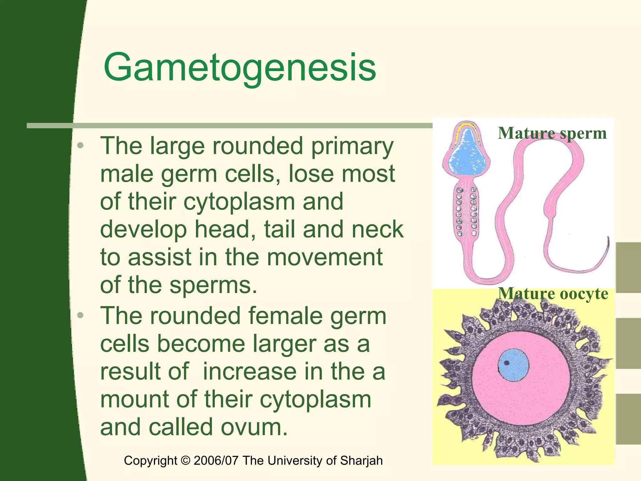Gametogenesis The large rounded primary male germ cells, lose most of their cytoplasm and develop head, tail and neck to assist in the movement of the sperms. The rounded female germ cells become larger as a result of  increase in the a mount of their cytoplasm and called ovum. Copyright © 2006/07 The University of Sharjah slide  Mature sperm Mature oocyte 