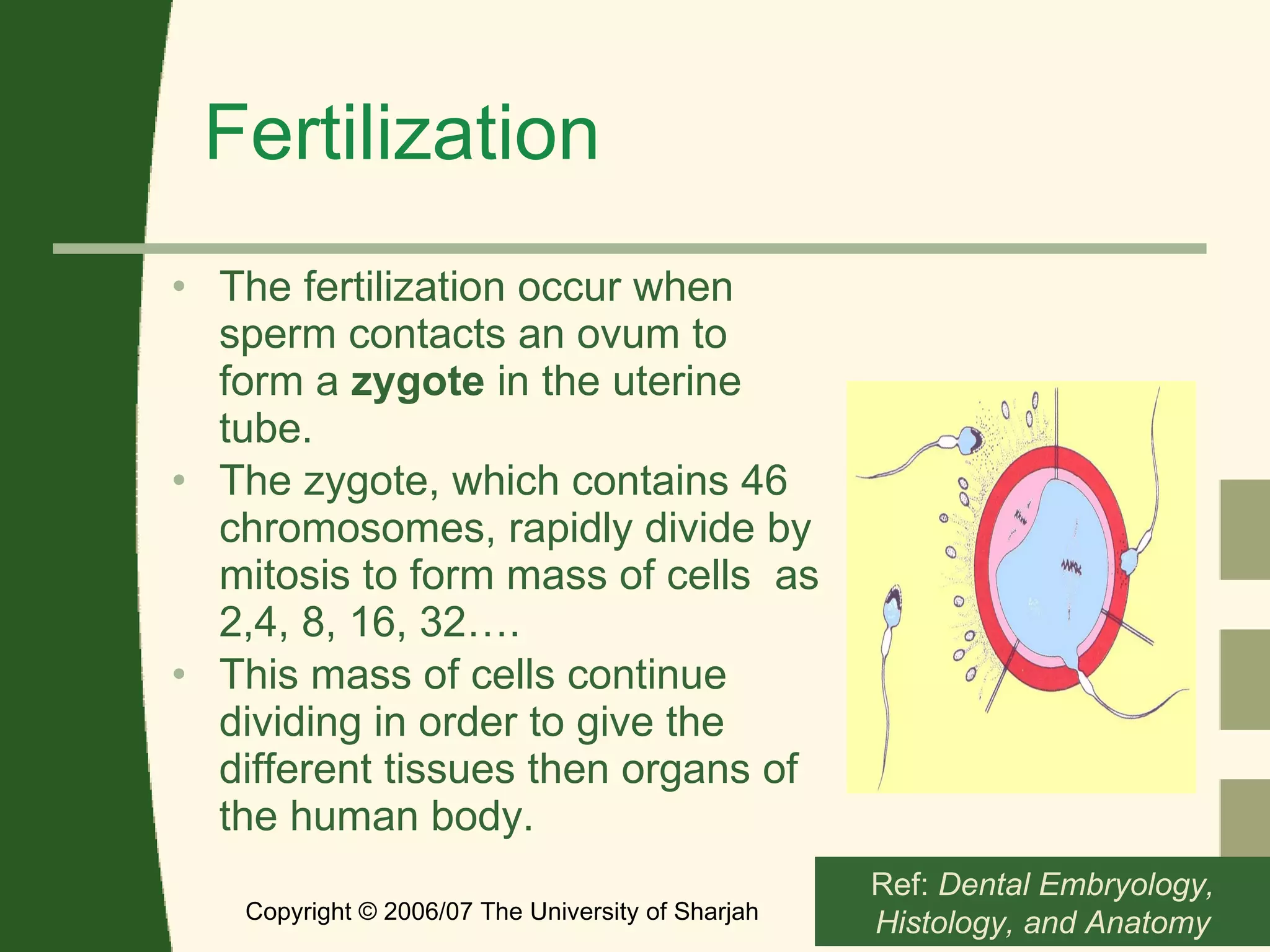 Fertilization The fertilization occur when sperm contacts an ovum to form a  zygote  in the uterine tube. The zygote, which contains 46 chromosomes, rapidly divide by mitosis to form mass of cells  as 2,4, 8, 16, 32….  This mass of cells continue dividing in order to give the different tissues then organs of the human body.  Copyright © 2006/07 The University of Sharjah slide  Ref:  Dental Embryology, Histology, and Anatomy 
