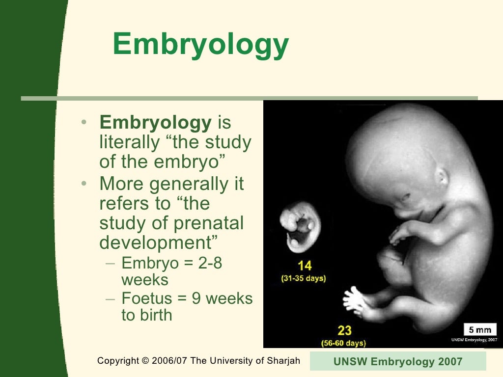 1 embryology