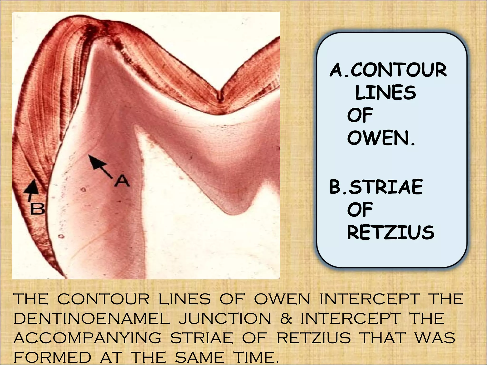 Tooth Retzius 1 enamel dentin pulp | PPT