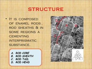 structure
• It is composed
  of enamel rods ,
  rod sheaths & in
  some regions a
  cementing
  interprismatic
  substance.

  A.   ROD   CORE
  B.   ROD   SHEATH
  C.   ROD   TAIL
  D.   ROD   HEAD
 