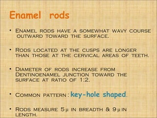 Enamel rods
• Enamel rods have a somewhat wavy course
  outward toward the surface.

• Rods located at the cusps are longer
  than those at the cervical areas of teeth.

• Diameter of rods increase from
  Dentinoenamel junction toward the
  surface at ratio of 1:2.

• Common pattern : key-hole   shaped.

• Rods measure 5 µ in breadth & 9 µ in
  length.
 