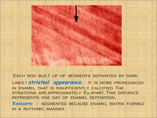 Each rod built up of segments separated by dark
lines – striated appearance. It is more pronounced
in enamel that is insufficiently calcified. The
striations are approximately 5 µ apart. This distance
represents one day of enamel deposition.
Reason : segmented because enamel matrix formed
in a rhythmic manner.
 