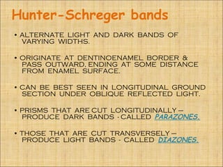 Hunter-Schreger bands
• ALTERNATE LIGHT AND DARK BANDS OF
  VARYING WIDTHS.

• ORIGINATE AT DENTINOENAMEL BORDER &
  PASS OUTWARD, ENDING AT SOME DISTANCE
  FROM ENAMEL SURFACE.

• CAN BE BEST SEEN IN LONGITUDINAL GROUND
  SECTION UNDER OBLIQUE REFLECTED LIGHT.

• PRISMS THAT ARE CUT LONGITUDINALLY –
  PRODUCE DARK BANDS - CALLED PARAZONES.

• THOSE THAT ARE CUT TRANSVERSELY –
  PRODUCE LIGHT BANDS - CALLED DIAZONES.
 