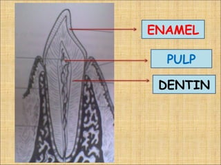 ENAMEL

  PULP

 DENTIN
 