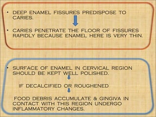 • DEEP ENAMEL FISSURES PREDISPOSE TO
  CARIES.

• CARIES PENETRATE THE FLOOR OF FISSURES
  RAPIDLY BECAUSE ENAMEL HERE IS VERY THIN.




• SURFACE OF ENAMEL IN CERVICAL REGION
  SHOULD BE KEPT WELL POLISHED.

   IF DECALCIFIED OR ROUGHENED

  FOOD DEBRIS ACCUMULATE & GINGIVA IN
 CONTACT WITH THIS REGION UNDERGO
 INFLAMMATORY CHANGES.
 