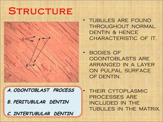 Structure
                         • TUBULES ARE FOUND
                           THROUGHOUT NORMAL
                           DENTIN & HENCE
                           CHARACTERISTIC OF IT.

                         • BODIES OF
                           ODONTOBLASTS ARE
                           ARRANGED IN A LAYER
                           ON PULPAL SURFACE
                           OF DENTIN.

A. ODONTOBLAST PROCESS   • THEIR CYTOPLASMIC
                           PROCESSES ARE
B. PERITUBULAR DENTIN      INCLUDED IN THE
                           TUBULES IN THE MATRIX.
C. INTERTUBULAR DENTIN
 