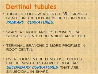 Dentinal tubules
• TUBULES FOLLOW A GENTLE ‘S’ ( SIGMOID
  SHAPE ) IN THE DENTIN, MORE SO IN ROOT –
 PRIMARY CURVATURES.

• START AT RIGHT ANGLES FROM PULPAL
  SURFACE & END PERPENDICULAR TO DEJ.

• TERMINAL BRANCHING MORE PROFUSE IN
  ROOT DENTIN.

• OVER THEIR ENTIRE LENGTHS , TUBULES
  EXHIBIT MINUTE RELATIVELY REGULAR
  SECONDARY CURVATURES THAT ARE
  SINUSOIDAL IN SHAPE.
 