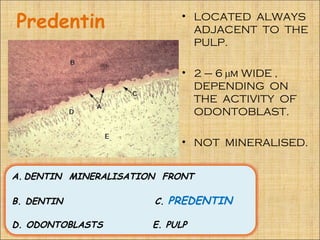 Predentin                    • LOCATED ALWAYS
                               ADJACENT TO THE
                               PULP.

                             • 2 – 6 µm WIDE ,
                               DEPENDING ON
                               THE ACTIVITY OF
                               ODONTOBLAST.

                             • NOT MINERALISED.


A. DENTIN MINERALISATION FRONT

B. DENTIN              C. PREDENTIN

D. ODONTOBLASTS        E. PULP
 
