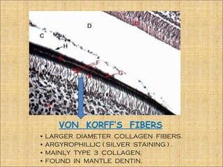 VON KORFF‘S FIBERS
• LARGER DIAMETER COLLAGEN FIBERS.
• ARGYROPHILLIC ( SILVER STAINING ) .
• MAINLY TYPE 3 COLLAGEN.
• FOUND IN MANTLE DENTIN.
 