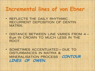 Incremental lines of von Ebner
• REFLECTS THE DAILY RHYTHMIC ,
  RECURRENT DEPOSITION OF DENTIN
  MATRIX.

• DISTANCE BETWEEN LINE VARIES FROM 4 –
  8 µm IN CROWN TO MUCH LESS IN THE
  ROOT.

• SOMETIMES ACCENTUATED – DUE TO
  DISTURBANCES IN MATRIX &
  MINERALISATION PROCESS - CONTOUR
 LINES OF OWEN.
 