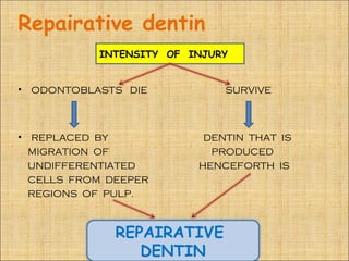 Repairative dentin
              INTENSITY OF INJURY


•   ODONTOBLASTS DIE            SURVIVE



•   REPLACED BY              DENTIN THAT IS
    MIGRATION OF              PRODUCED
    UNDIFFERENTIATED        HENCEFORTH IS
    CELLS FROM DEEPER
    REGIONS OF PULP.



                REPAIRATIVE
                   DENTIN
 