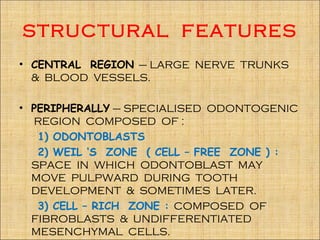 STRUCTURAL FEATURES
• CENTRAL REGION – LARGE NERVE TRUNKS
  & BLOOD VESSELS.

• PERIPHERALLY – SPECIALISED ODONTOGENIC
  REGION COMPOSED OF :
   1) ODONTOBLASTS
   2) WEIL ‘S ZONE ( CELL – FREE ZONE ) :
  SPACE IN WHICH ODONTOBLAST MAY
  MOVE PULPWARD DURING TOOTH
  DEVELOPMENT & SOMETIMES LATER.
   3) CELL – RICH ZONE : COMPOSED OF
  FIBROBLASTS & UNDIFFERENTIATED
  MESENCHYMAL CELLS.
 