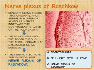 Nerve plexus of Raschkow
•   SENSORY NERVE FIBERS
    THAT ORIGINATE FROM
    SUPERIOR & INFERIOR
    ALVEOLAR NERVES
    INNERVATE THE
    ODONTOBLASTIC LAYER
    OF THE PULP CAVITY.

•   THESE NERVES ENTER
    THE TOOTH THROUGH
    THE APICAL FORAMEN AS
    MYELINATED NERVE
    BUNDLES.
                            A. ODONTOBLASTS
•   THEY BRANCH TO FORM
    SUBODONTOBLASTIC        B. CELL – FREE WEIL ‘ S ZONE
    NERVE PLEXUS OF
    RASCHKOW.               C. NERVE PLEXUS OF
                               RASCHKOW
 