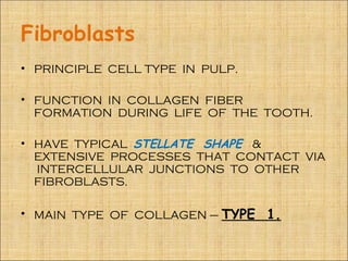 Fibroblasts
• PRINCIPLE CELL TYPE IN PULP.

• FUNCTION IN COLLAGEN FIBER
  FORMATION DURING LIFE OF THE TOOTH.

• HAVE TYPICAL STELLATE SHAPE &
  EXTENSIVE PROCESSES THAT CONTACT VIA
  INTERCELLULAR JUNCTIONS TO OTHER
  FIBROBLASTS.

• MAIN TYPE OF COLLAGEN – TYPE   1.
 