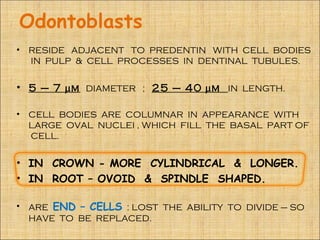 Odontoblasts
• RESIDE ADJACENT TO PREDENTIN WITH CELL BODIES
  IN PULP & CELL PROCESSES IN DENTINAL TUBULES.


• 5 – 7 µm DIAMETER ; 25 – 40 µm IN LENGTH.

• CELL BODIES ARE COLUMNAR IN APPEARANCE WITH
  LARGE OVAL NUCLEI , WHICH FILL THE BASAL PART OF
  CELL.


• IN CROWN - MORE CYLINDRICAL & LONGER.
• IN ROOT – OVOID & SPINDLE SHAPED.

• ARE END – CELLS : LOST THE ABILITY TO DIVIDE – SO
  HAVE TO BE REPLACED.
 