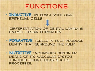 FUNCTIONS
• INDUCTIVE : INTERACT WITH ORAL
 EPITHELIAL CELLS


 DIFFERENTIATION OF DENTAL LAMINA &
 ENAMEL ORGAN FORMATION.

• FORMATIVE : CELLS IN PULP PRODUCE
 DENTIN THAT SURROUND THE PULP.

• NUTRITIVE : NOURISHES DENTIN BY
 MEANS OF ITS VASCULAR SYSTEM
 THROUGH ODONTOBLASTS & ITS
 PROCESSES.
 