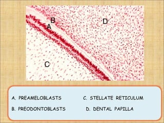 A. PREAMELOBLASTS    C. STELLATE RETICULUM

B. PREODONTOBLASTS   D. DENTAL PAPILLA
 
