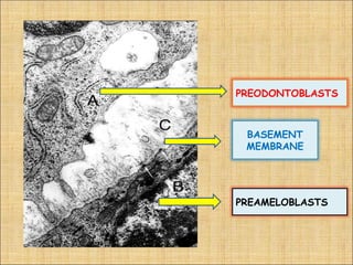 PREODONTOBLASTS



 BASEMENT
 MEMBRANE




PREAMELOBLASTS
 