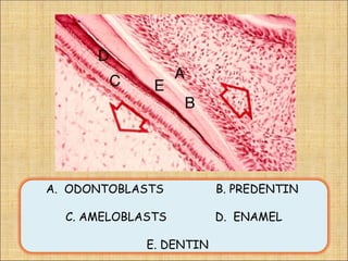 A. ODONTOBLASTS          B. PREDENTIN

  C. AMELOBLASTS         D. ENAMEL

             E. DENTIN
 