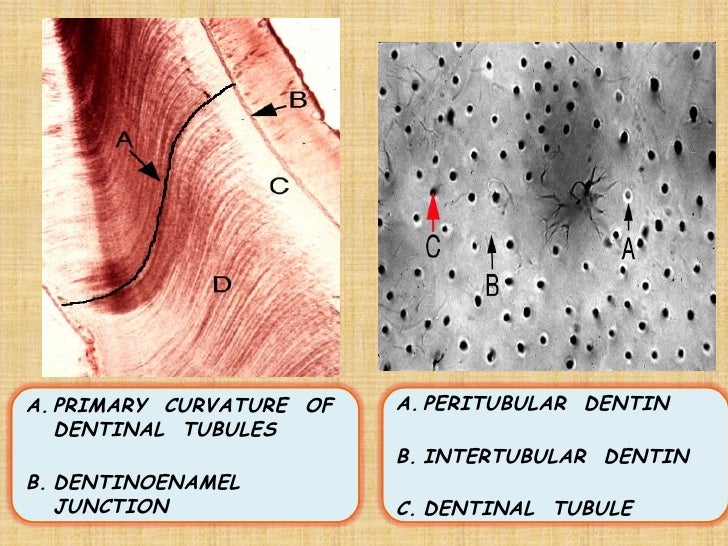 1 enamel dentin pulp