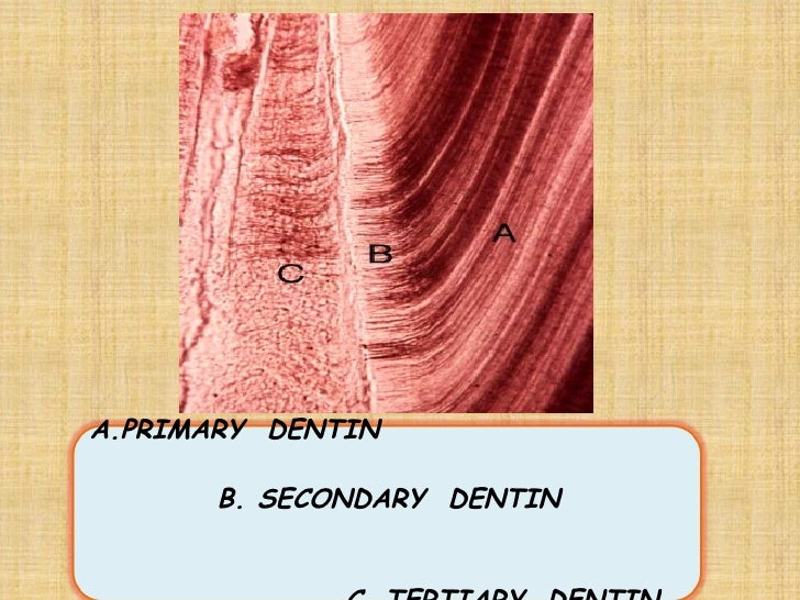1 enamel dentin pulp