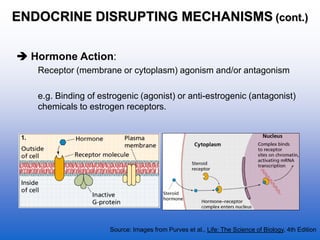 1Endocrine_Disruption.ppt
