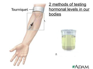 1. 2. 2 methods of testing hormonal levels in our bodies 