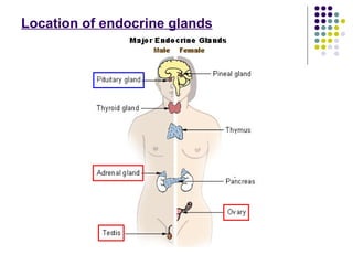 Location of endocrine glands 