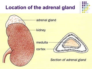 Location of the adrenal gland 