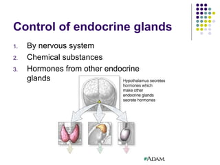 Control of endocrine glands By nervous system Chemical substances Hormones from other endocrine glands 