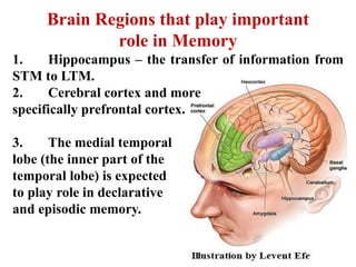 Brain Regions that play important
role in Memory
1. Hippocampus – the transfer of information from
STM to LTM.
2. Cerebral cortex and more
specifically prefrontal cortex.
3. The medial temporal
lobe (the inner part of the
temporal lobe) is expected
to play role in declarative
and episodic memory.
 
