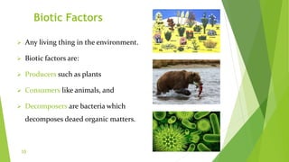 Biotic Factors
 Any living thing in the environment.
 Biotic factors are:
 Producers such as plants
 Consumers like animals, and
 Decomposers are bacteria which
decomposes deaed organic matters.
10
 