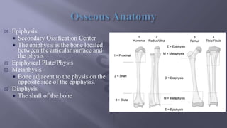  Epiphysis
 Secondary Ossification Center
 The epiphysis is the bone located
between the articular surface and
the physis
 Epiphyseal Plate/Physis
 Metaphysis
 Bone adjacent to the physis on the
opposite side of the epiphysis.
 Diaphysis
 The shaft of the bone
 